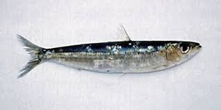 Image result for Sardalya – Sardina Pilchardus