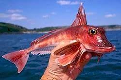 Image result for Kırlangıç – Trigla Lucerna & Trigla Hirundo