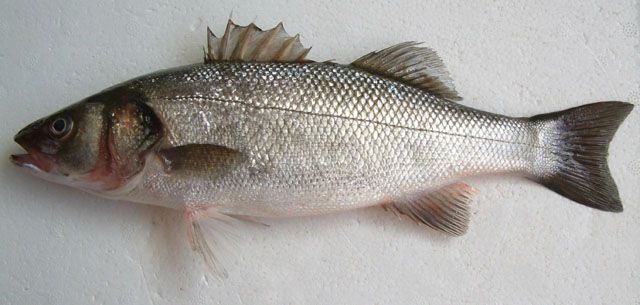 Levrek - Dicentrarchus