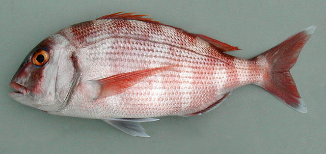 Mercan -  Sparus Pagrus